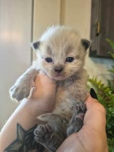 ragdoll kittens - Photo 7