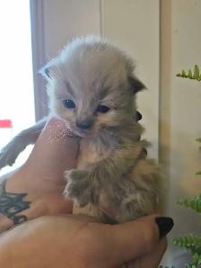 ragdoll kittens - Photo 8
