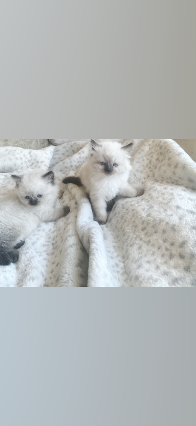 GORGEOUS BABY WHITEMITTED & CHOCOLATEPOINT RAGDOLLS!!