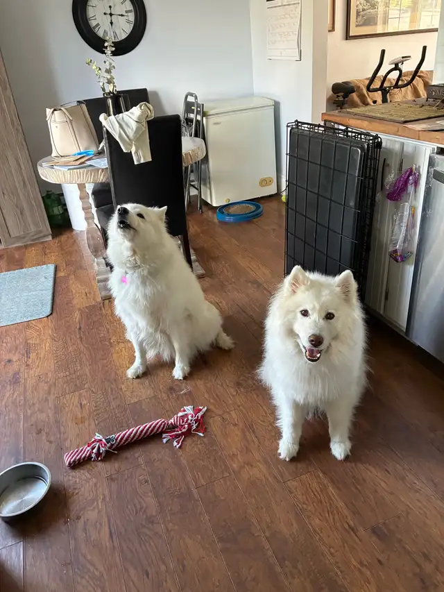 Uxbridge Pet Care Cage Free Dog Boarding & Mobile Cat visits