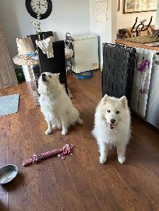 Uxbridge Pet Care Cage Free Dog Boarding & Mobile Cat visits
