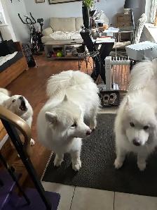 Uxbridge Pet Care Cage Free Dog Boarding & Mobile Cat visits - Photo 2
