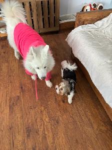 Uxbridge Pet Care Cage Free Dog Boarding & Mobile Cat visits - Photo 3