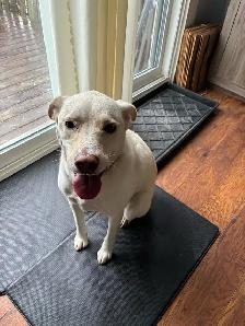 Uxbridge Pet Care Cage Free Dog Boarding & Mobile Cat visits - Photo 4
