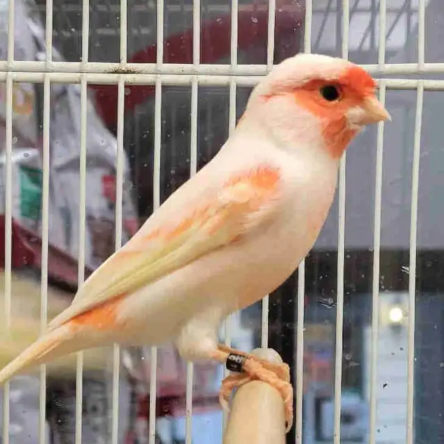 male canaries