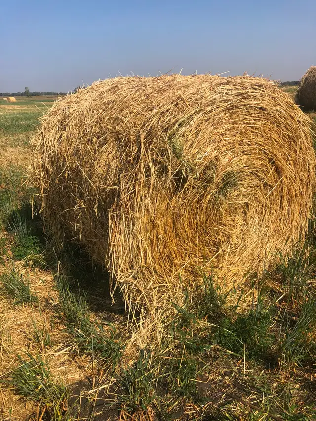 2025 Round bales of Hay and Green Feed