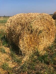 2025 Round bales of Hay and Green Feed