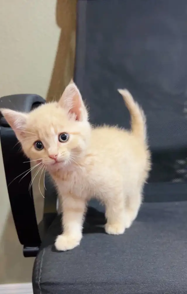 baby kittens for sale