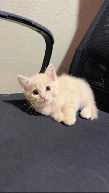 baby kittens for sale - Photo 2