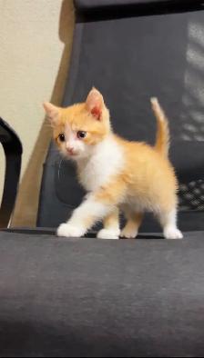 baby kittens for sale - Photo 6