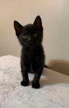 baby kittens for sale - Photo 8