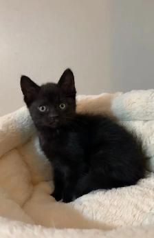 baby kittens for sale - Photo 9