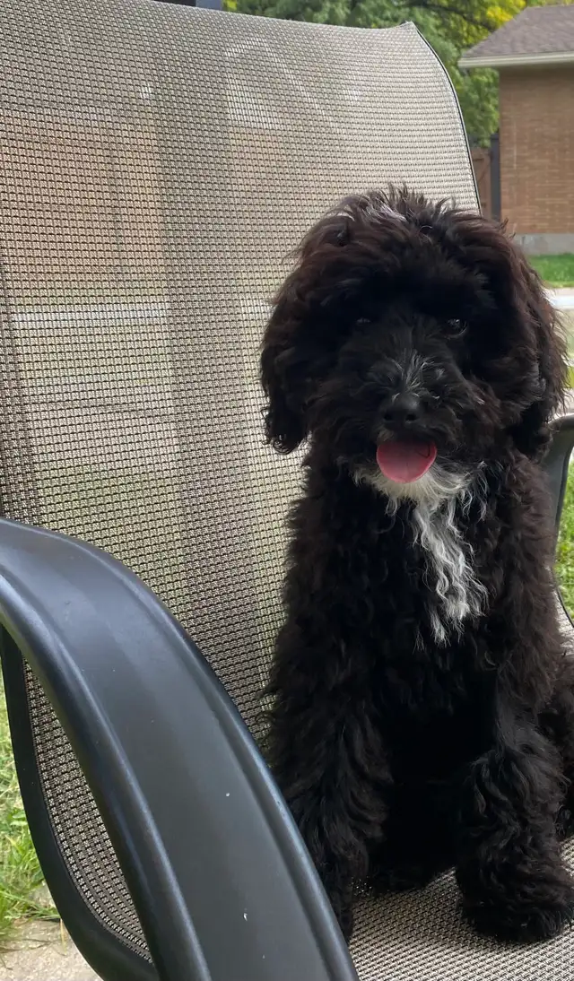 beautiful Maltipoo