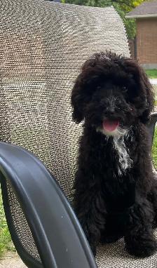 beautiful Maltipoo