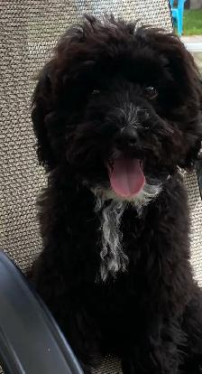 beautiful Maltipoo - Photo 2