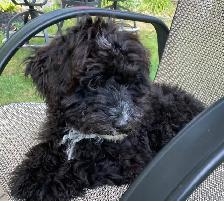 beautiful Maltipoo - Photo 3