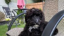 beautiful Maltipoo - Photo 4
