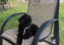 beautiful Maltipoo - Photo 5
