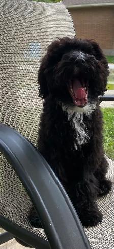 beautiful Maltipoo - Photo 6