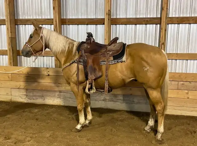 6 year old trail horse