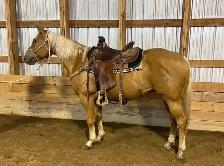 6 year old trail horse