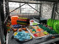 Pension chats, petits animaux,  éducation canin, toilettage TCAP - Photo 3