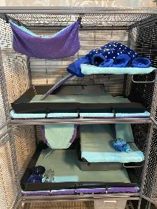 Pension chats, petits animaux,  éducation canin, toilettage TCAP - Photo 4
