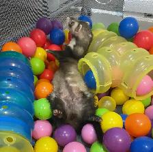 Pension chats, petits animaux,  éducation canin, toilettage TCAP - Photo 5