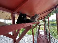 Pension chats, petits animaux,  éducation canin, toilettage TCAP - Photo 6