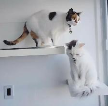 Pension chats, petits animaux,  éducation canin, toilettage TCAP - Photo 8