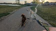 Dog Walking/sitting services KW - Photo 2