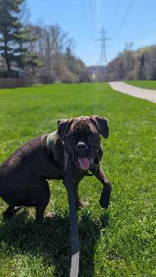 Dog Walking/sitting services KW - Photo 3