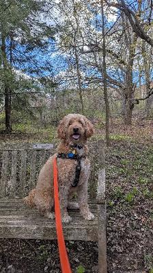 Dog Walking/sitting services KW - Photo 5