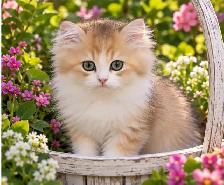 Purebred British Longhair Kitten - Photo 3