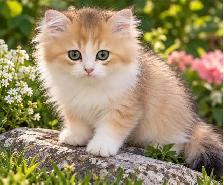 Purebred British Longhair Kitten - Photo 4