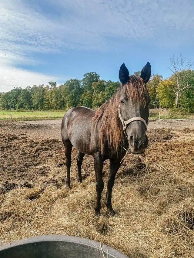 Paint Pony 14.3 Hands, Tacked, Lunged, Friendly