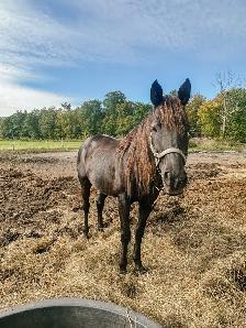 Paint Pony 14.3 Hands, Tacked, Lunged, Friendly