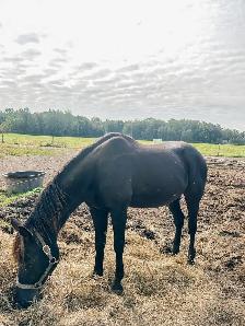 Paint Pony 14.3 Hands, Tacked, Lunged, Friendly - Photo 2
