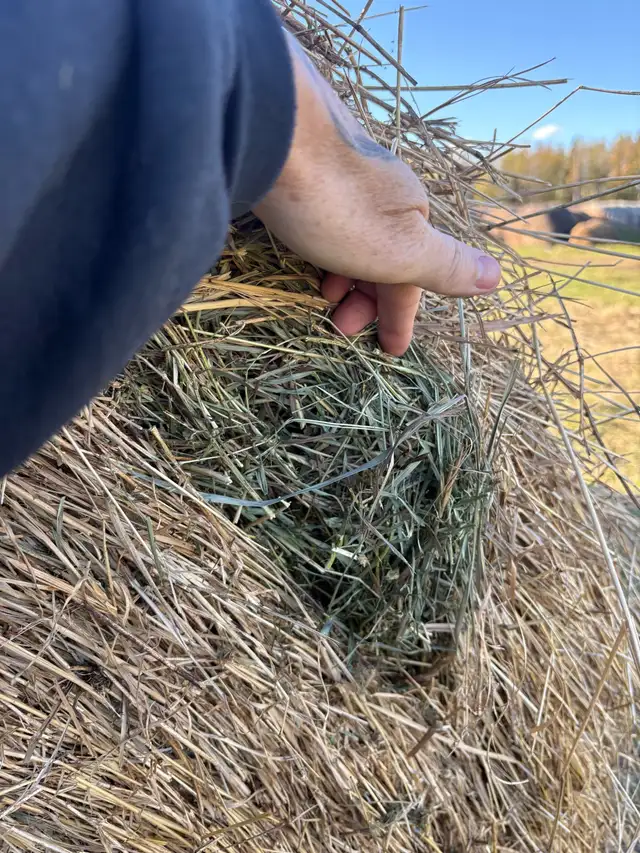 2026 Alfalfa/Grass Mix