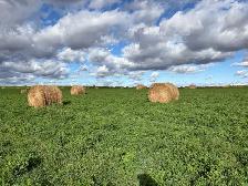 2026 Alfalfa/Grass Mix - Photo 2