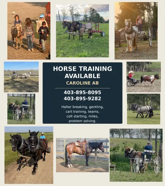 Horse training services available in Caroline AB