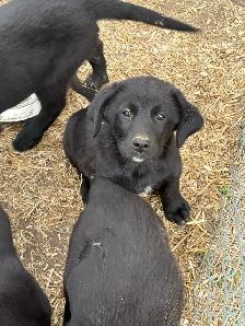 Purebred Black Lab x Great Pyrenees Puppies
