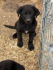 Purebred Black Lab x Great Pyrenees Puppies - Photo 2