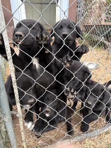 Purebred Black Lab x Great Pyrenees Puppies - Photo 3