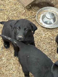 Purebred Black Lab x Great Pyrenees Puppies - Photo 4