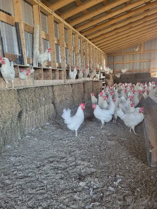 white leghorn chickens