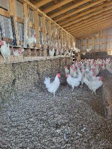 white leghorn chickens