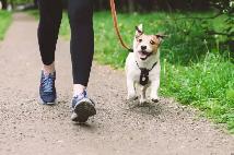 Dog Walking Service - Photo 3