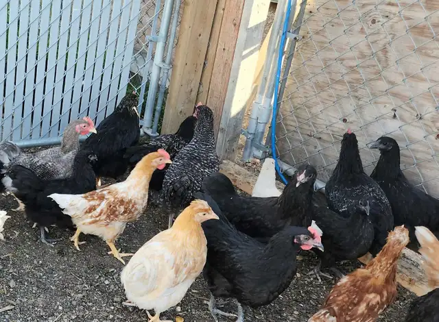 Young chicken