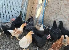 Young chicken